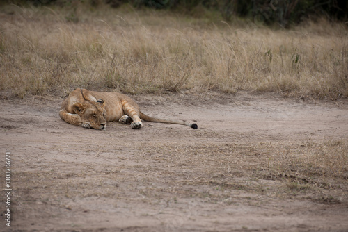 lion cub in the savannah