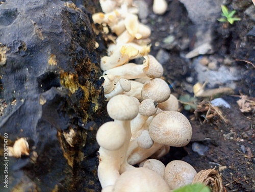 Hypsizygus tessulatus, the beech mushroom, is an edible mushroom native to East Asia. It is cultivated locally in temperate regions of Europe, North America and Australia and sold fresh in supermarket photo