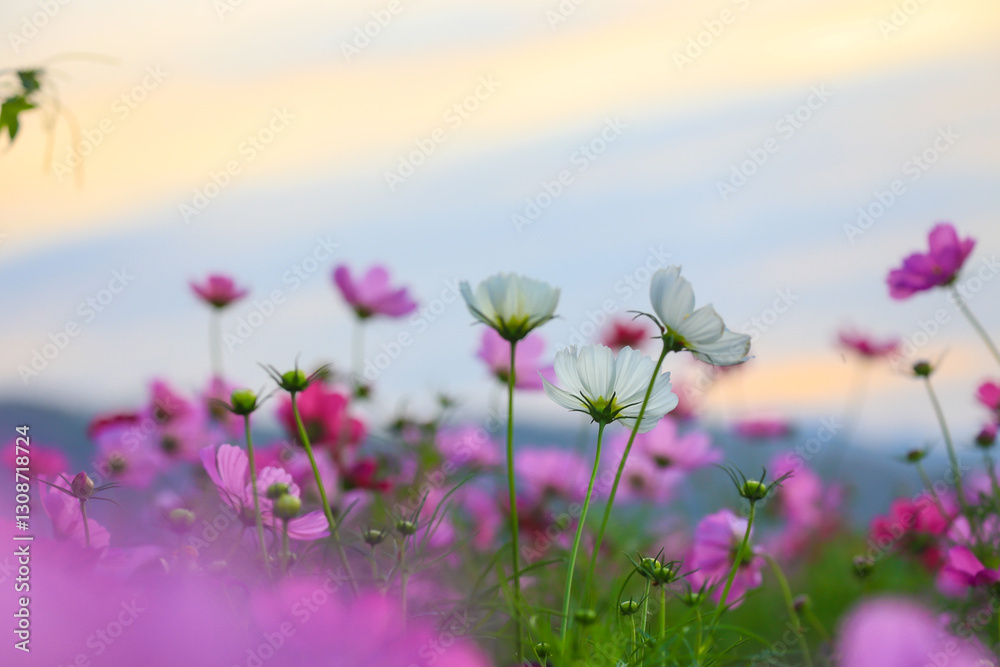 The beauty of the multi-colored cosmos fields planted in many areas for beauty, inviting tourists to visit in the winter in Nakhon Ratchasima Province The beauty of the multi-colored cosmos fields planted in many areas for beauty, inviting tourists to visit in the winter in Nakhon Ratchasima Province