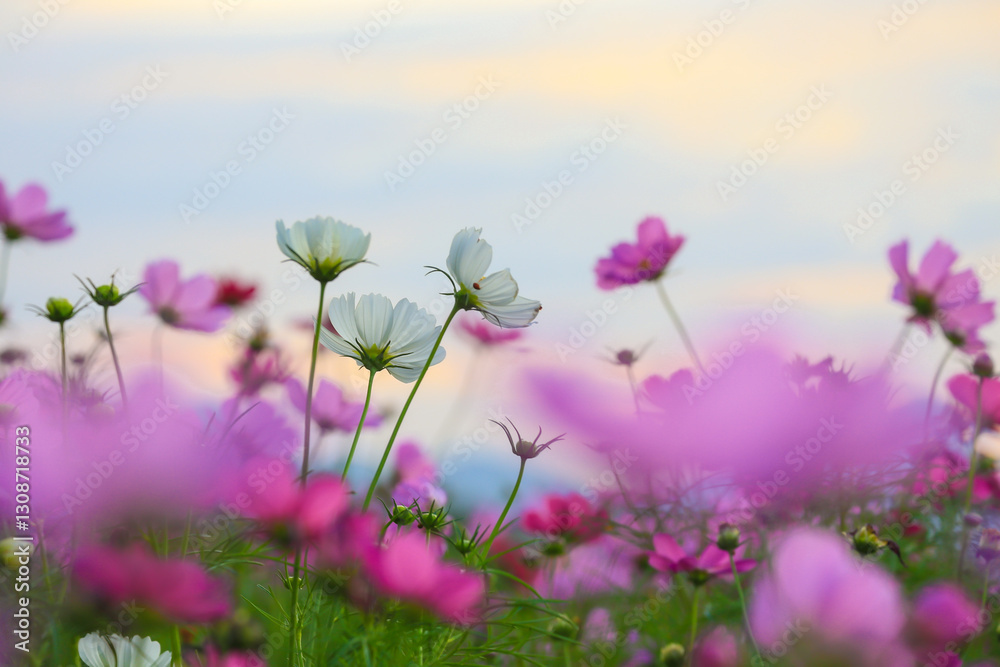 The beauty of the multi-colored cosmos fields planted in many areas for beauty, inviting tourists to visit in the winter in Nakhon Ratchasima Province The beauty of the multi-colored cosmos fields planted in many areas for beauty, inviting tourists to visit in the winter in Nakhon Ratchasima Province
