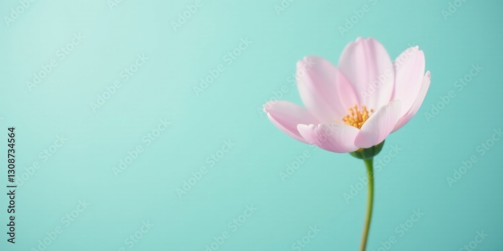 Obraz premium A Delicate Pink Flower Against a Soft Aqua Background, a Symbol of Spring's Gentle Arrival and the Promise of New Beginnings