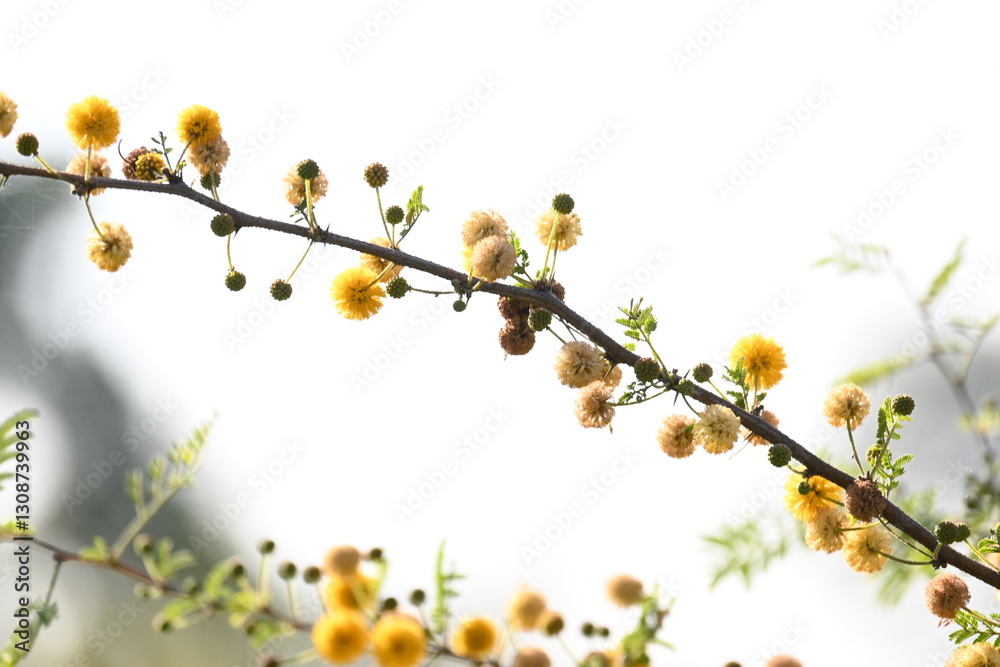 Vachellia nilotica flowers. Its other names gum arabic tree, babul, thorn mimosa, Egyptian acacia and thorny acacia. This is a tree in the family Fabaceae. Yellow Wildflower. Vachellia nilotica flowers. Its other names gum arabic tree, babul, thorn mimosa, Egyptian acacia and thorny acacia. This is a tree in the family Fabaceae. Yellow Wildflower.