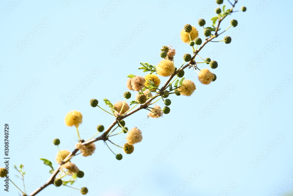 Vachellia nilotica flowers. Its other names gum arabic tree, babul, thorn mimosa, Egyptian acacia and thorny acacia. This is a tree in the family Fabaceae. Yellow Wildflower. Vachellia nilotica flowers. Its other names gum arabic tree, babul, thorn mimosa, Egyptian acacia and thorny acacia. This is a tree in the family Fabaceae. Yellow Wildflower.