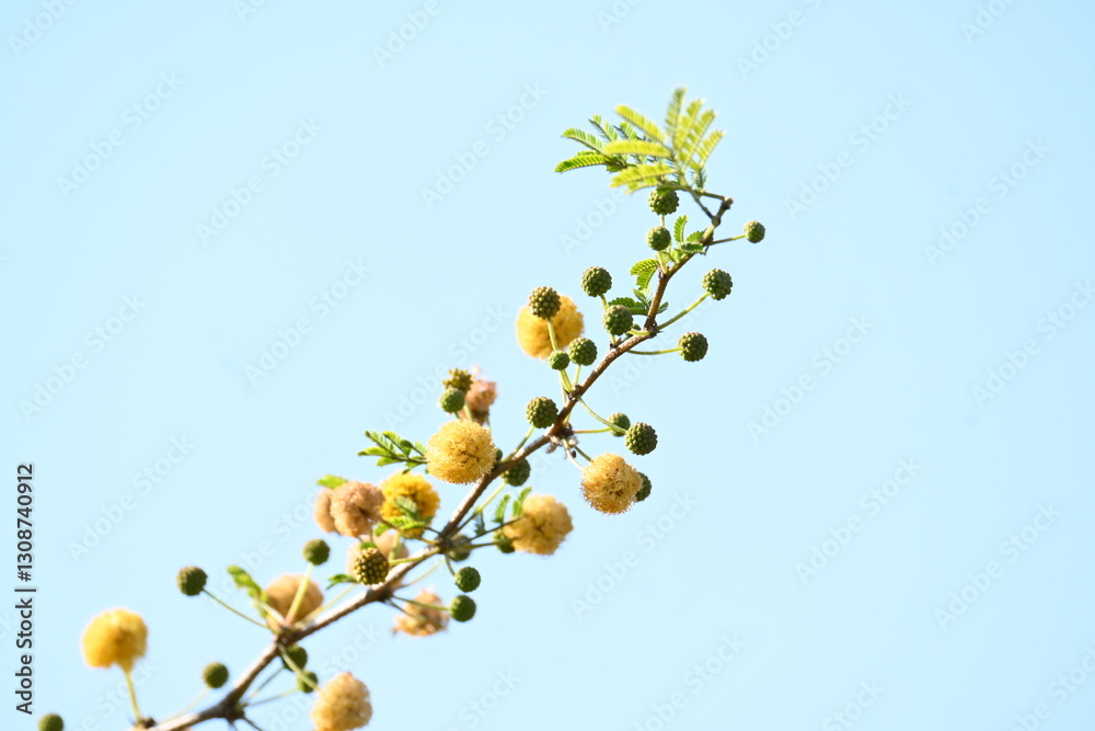 Vachellia nilotica flowers. Its other names gum arabic tree, babul, thorn mimosa, Egyptian acacia and thorny acacia. This is a tree in the family Fabaceae. Yellow Wildflower. Vachellia nilotica flowers. Its other names gum arabic tree, babul, thorn mimosa, Egyptian acacia and thorny acacia. This is a tree in the family Fabaceae. Yellow Wildflower.