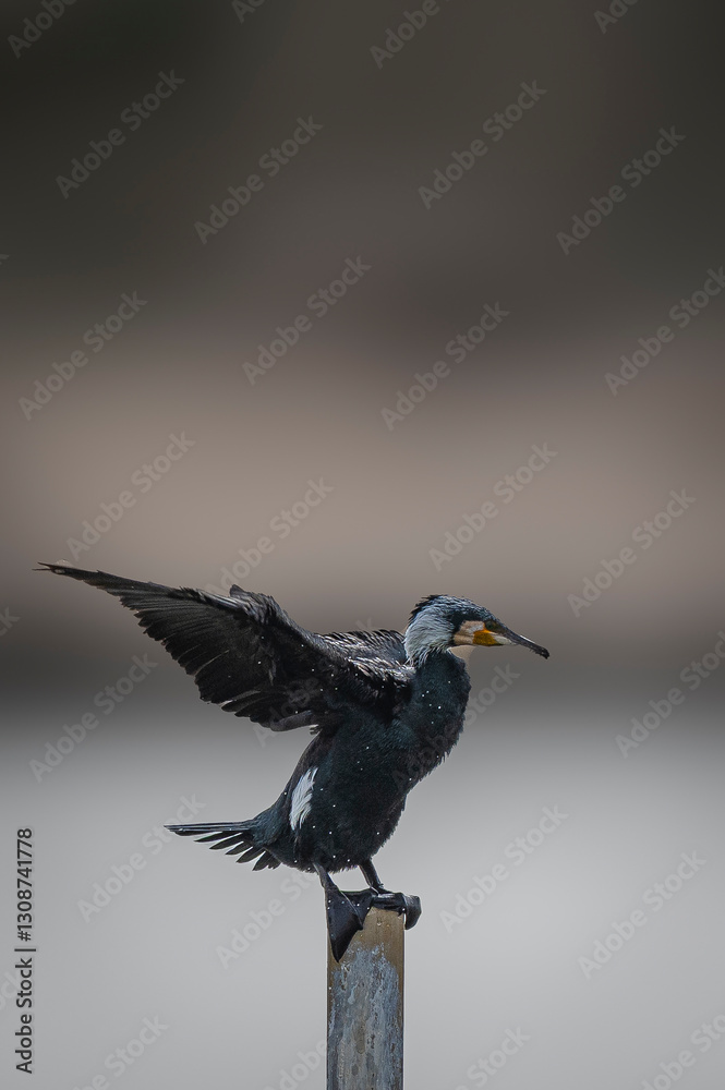 Fototapeta premium Great Cormorant Perched in the middle of Qudra Lake in the desert of Dubai