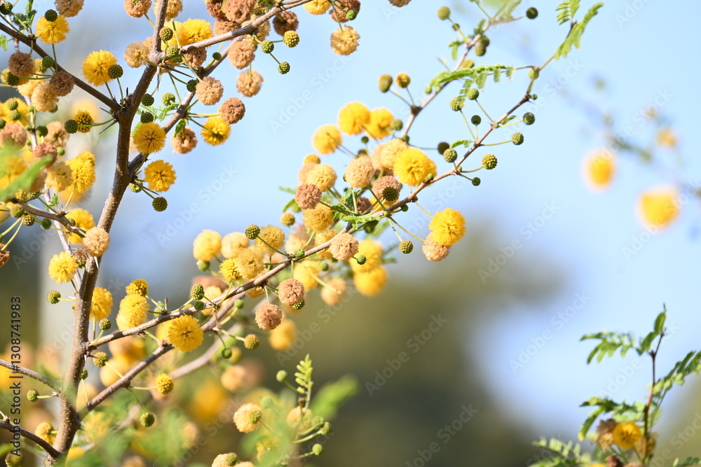 Vachellia nilotica flowers. Its other names gum arabic tree, babul, thorn mimosa, Egyptian acacia and thorny acacia. This is a tree in the family Fabaceae. Yellow Wildflower. Vachellia nilotica flowers. Its other names gum arabic tree, babul, thorn mimosa, Egyptian acacia and thorny acacia. This is a tree in the family Fabaceae. Yellow Wildflower.