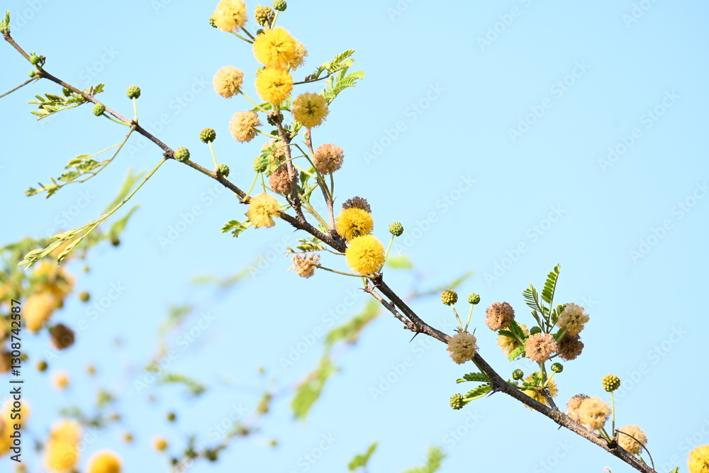 Vachellia nilotica flowers. Its other names gum arabic tree, babul, thorn mimosa, Egyptian acacia and thorny acacia. This is a tree in the family Fabaceae. Yellow Wildflower. Vachellia nilotica flowers. Its other names gum arabic tree, babul, thorn mimosa, Egyptian acacia and thorny acacia. This is a tree in the family Fabaceae. Yellow Wildflower.