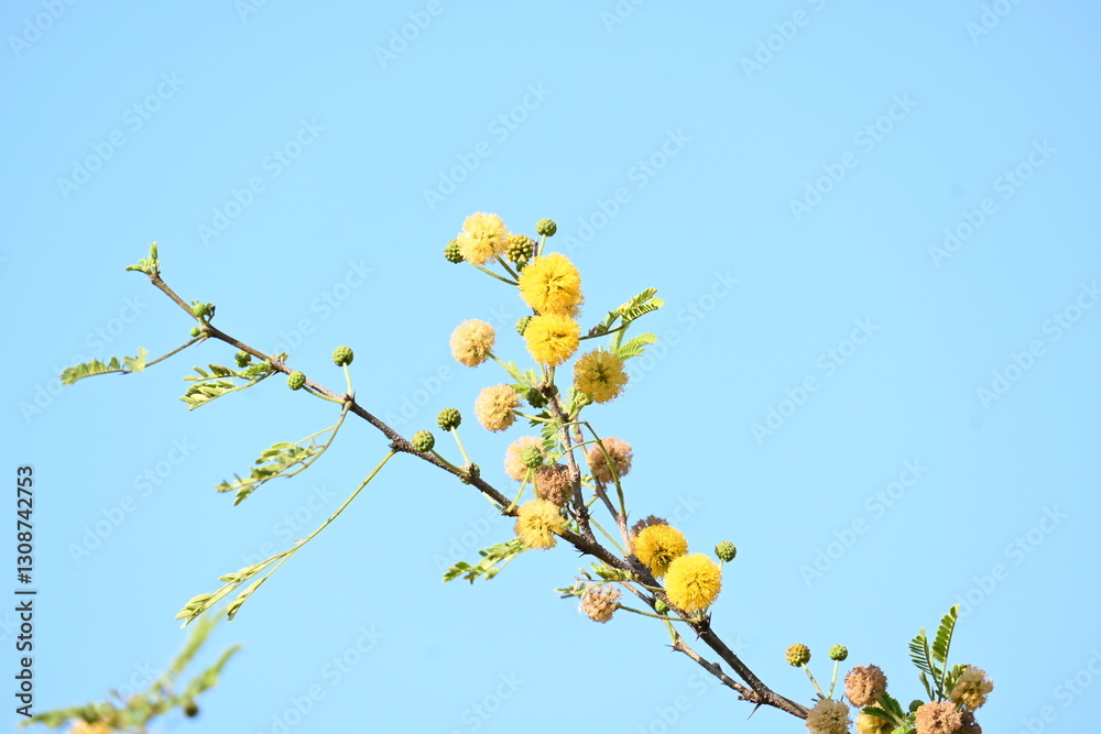 Vachellia nilotica flowers. Its other names gum arabic tree, babul, thorn mimosa, Egyptian acacia and thorny acacia. This is a tree in the family Fabaceae. Yellow Wildflower. Vachellia nilotica flowers. Its other names gum arabic tree, babul, thorn mimosa, Egyptian acacia and thorny acacia. This is a tree in the family Fabaceae. Yellow Wildflower.