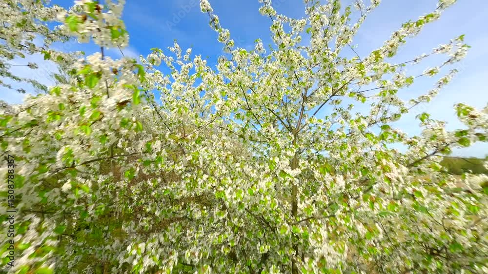 Smooth FPV flight through blooming trees with white flowers in spring. Smooth FPV flight through blooming trees with white flowers in spring.