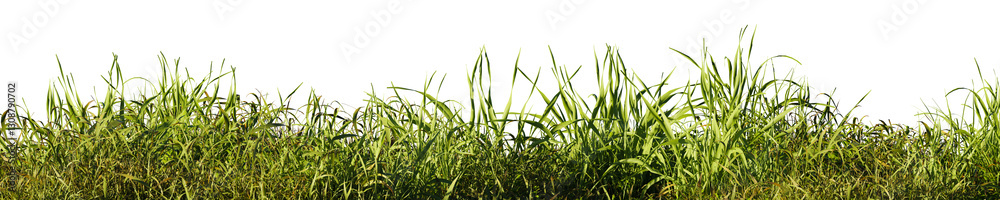 Obraz premium Field of tall green grass on transparent background. 3D rendering illustration