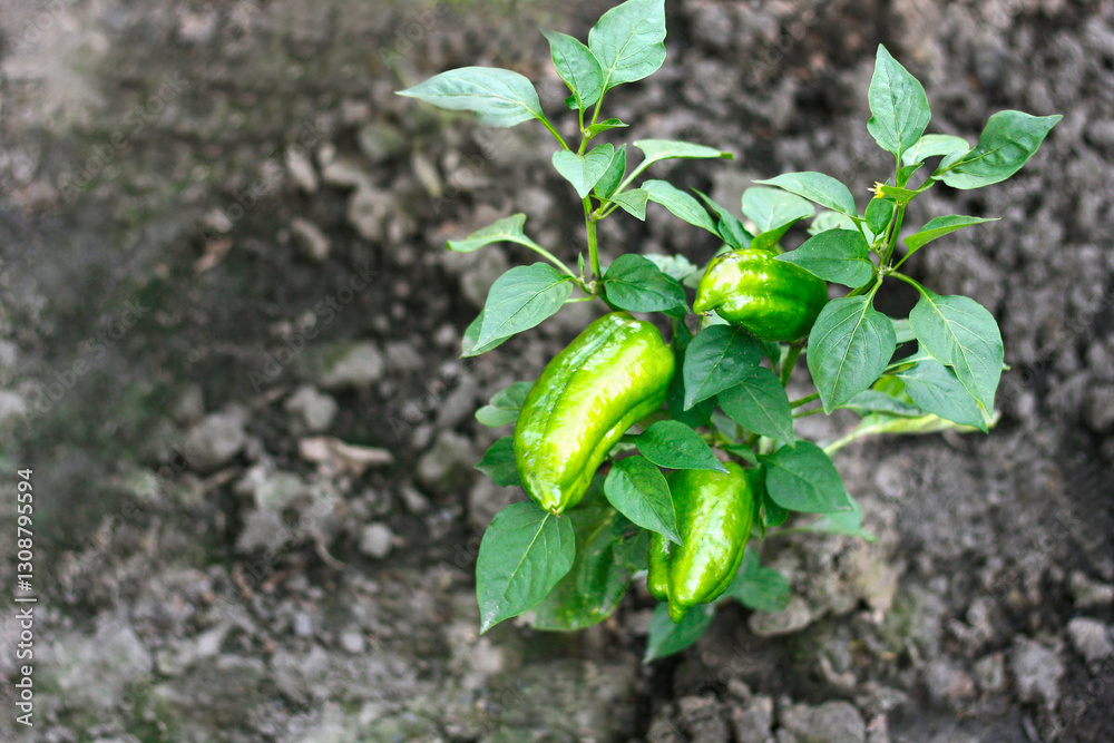 Fototapeta premium Green pepper on the Bush.