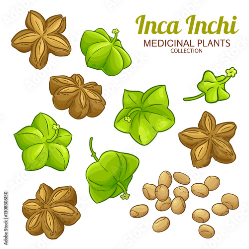 Inca Inchi Fruits, Nuts and Seeds Colored Detailed Illustration. Essential oil ingredient for cosmetics, spa, aromatherapy, health care, alternative medicine. Vector isolated for design or decoration.