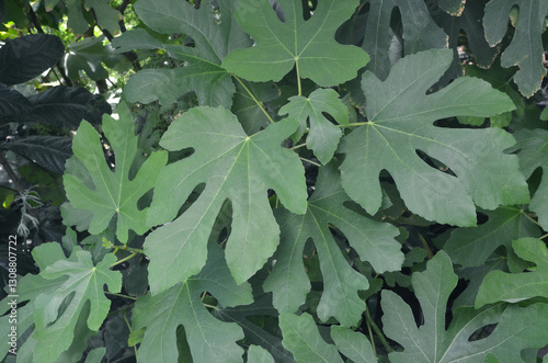 Fig tree leaves background.  Ficus carica  green plant closeup photo.Botanical plant  background.