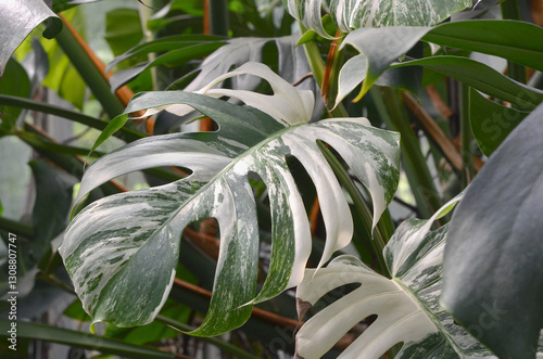Monsters deliciosa 'Albo Variegata' green-white variegated leaves with slits  and holes .Growing monstera plant , planting tropical rainforest plants concept.