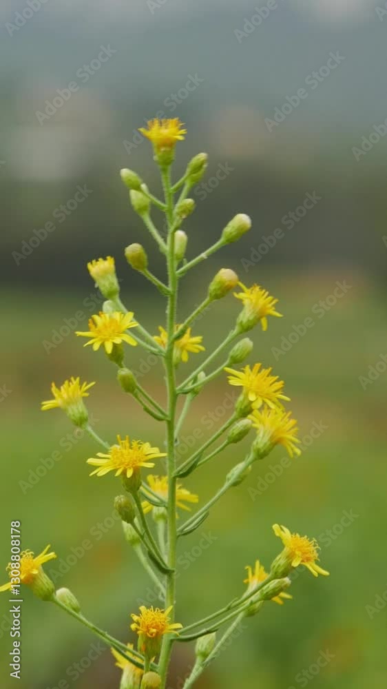 Close-up of yellow wildflowers swaying gently in the breeze against a blurred Close-up of yellow wildflowers swaying gently in the breeze against a blurred