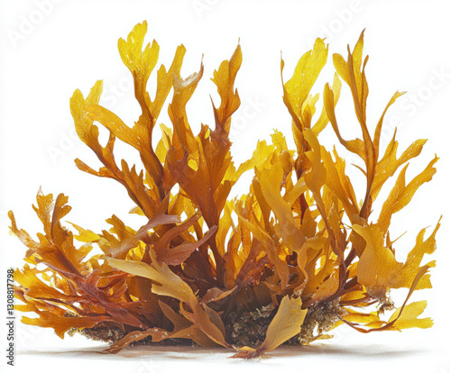 seaweed isolated