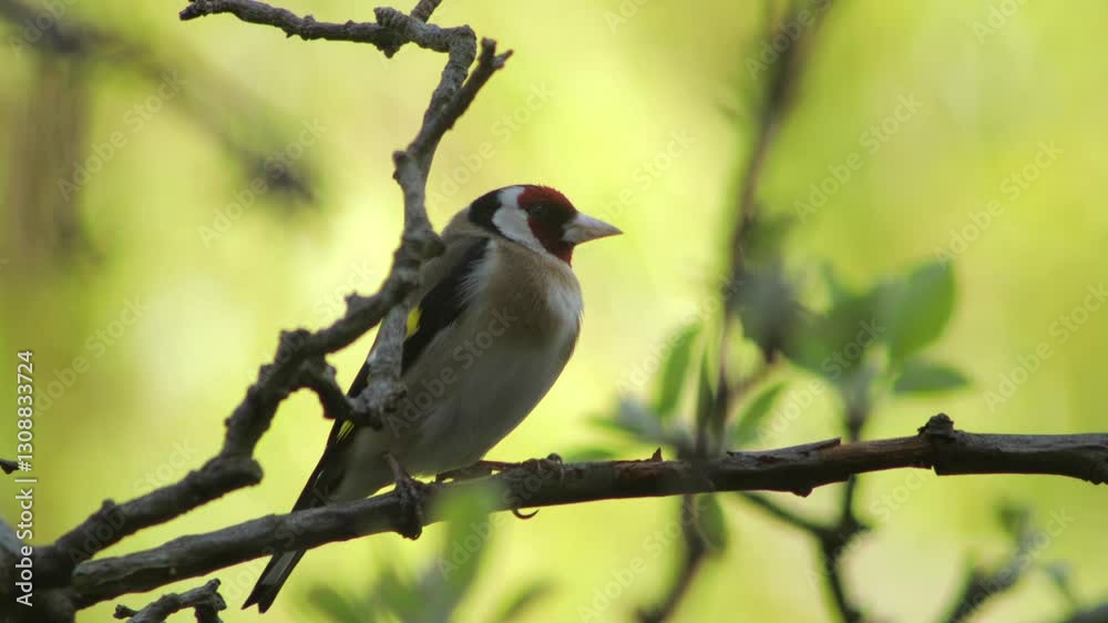European Goldfinch Moving Its Head Quickly Perched On A Branch Daytime Sunny Borehamwood Hertfordshire UK Close Up