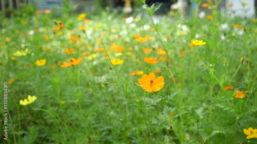 Closeup yellow flower on blurry background, Cosmos flower on nature field