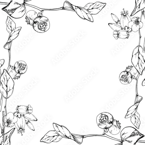 Blueberry blackberry with white line bell flowers, hand drawn in ink vector, ripe forest berry bunch on branches. Isolated botanical frame illustration. Restaurant, dessert cafe menu, farmers market
