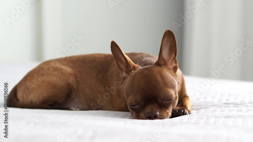 A Chihuahua dog is lying napping on a bed at home. A brown purebred puppy. The dog with the big ears is sleeping. Portrait of a pet on a light background. Shooting in an advertising studio.