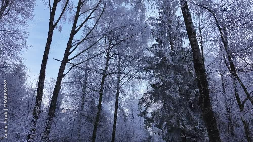 Drone pulls back, serene winter forest near Walensee, Switzerland, covered in frost and snow, icy trees, peaceful nature and magical frozen landscape. Drone pulls back, serene winter forest near Walensee, Switzerland, covered in frost and snow, icy trees, peaceful nature and magical frozen landscape.