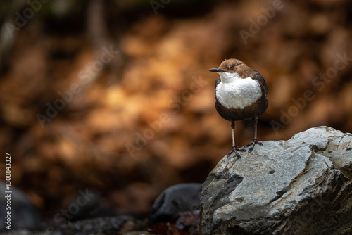 Cincle Plongeur photo