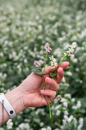 hand showing blooming buckwheat in the fall