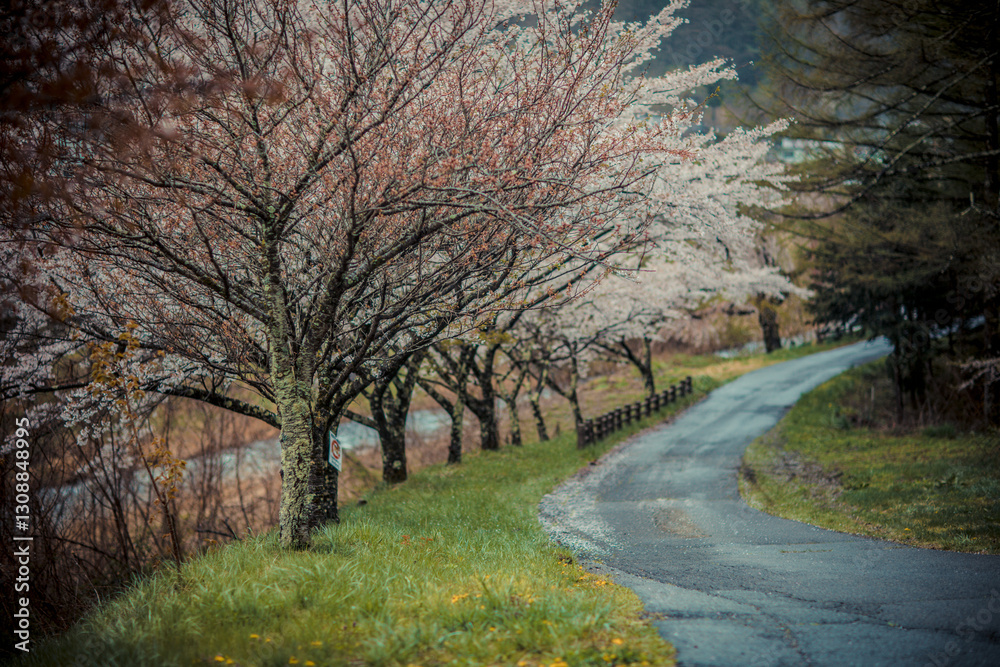 Cherry blossoms in spring in Nagano, Japan Cherry blossoms in spring in Nagano, Japan
