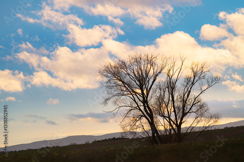 Foto bare tree branches on a blue sky with clouds