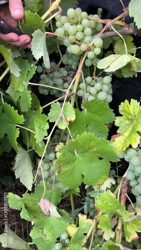 Hands harvesting white grapes during the harvest season.