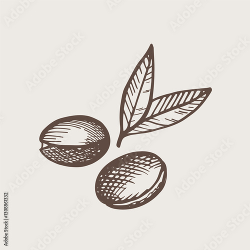 Argan plant hand drawn vector illustration. Sign with engraved Argana lief and flowers, fruits. Cosmetics ingredient, argane oil, harvest, tree Berbers and Arabs. For label, print, design, logo, card
