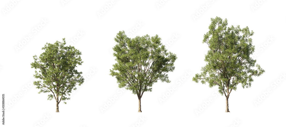 Realistic greenery forest trees collection on transparent backgrounds. 3d rendering. png format	