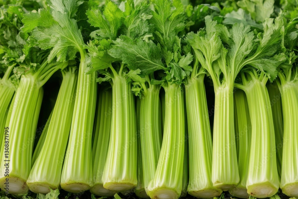 Celery Field. Lush Green Plantation in Rustic Rural Farm Setting Celery Field. Lush Green Plantation in Rustic Rural Farm Setting