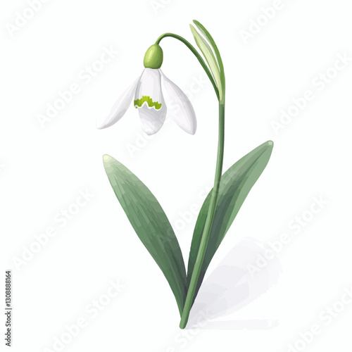 A delicate snowdrop flower with vibrant green accents blooming gracefully amidst elegant green leaves.