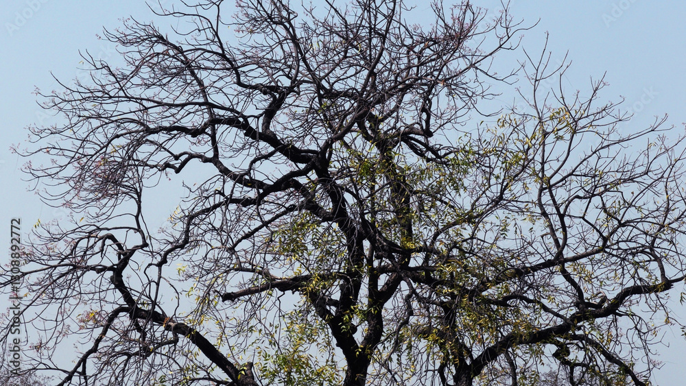 Skeleton trees with zigzag branches in the wild Skeleton trees with zigzag branches in the wild