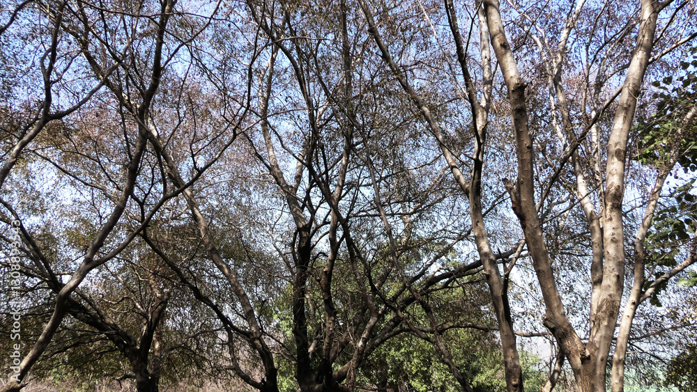 Skeleton trees with zigzag branches in the wild Skeleton trees with zigzag branches in the wild