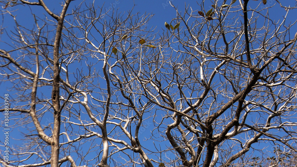 Skeleton trees with zigzag branches in the wild Skeleton trees with zigzag branches in the wild