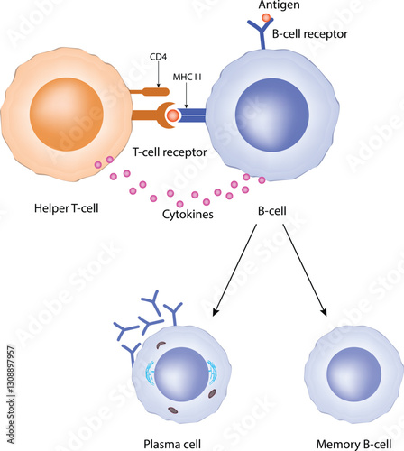 T-cell and B-cell interaction Design Vector Illustration