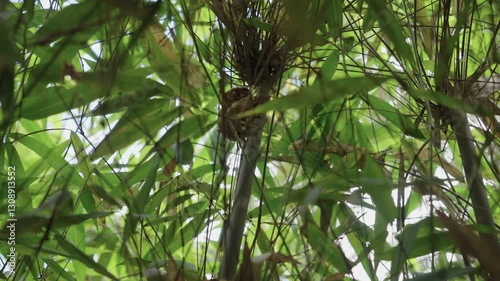 A tarsier resting under lush green leaves, with its large eyes gazing into the distance. Small nocturnal primate in its natural tropical habitat.