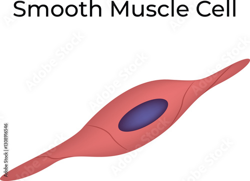 Smooth Muscle Cell Structure Design Vector Illustration