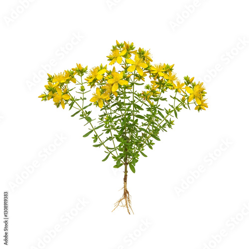 St. John's wort plant showing roots and flowers on white background