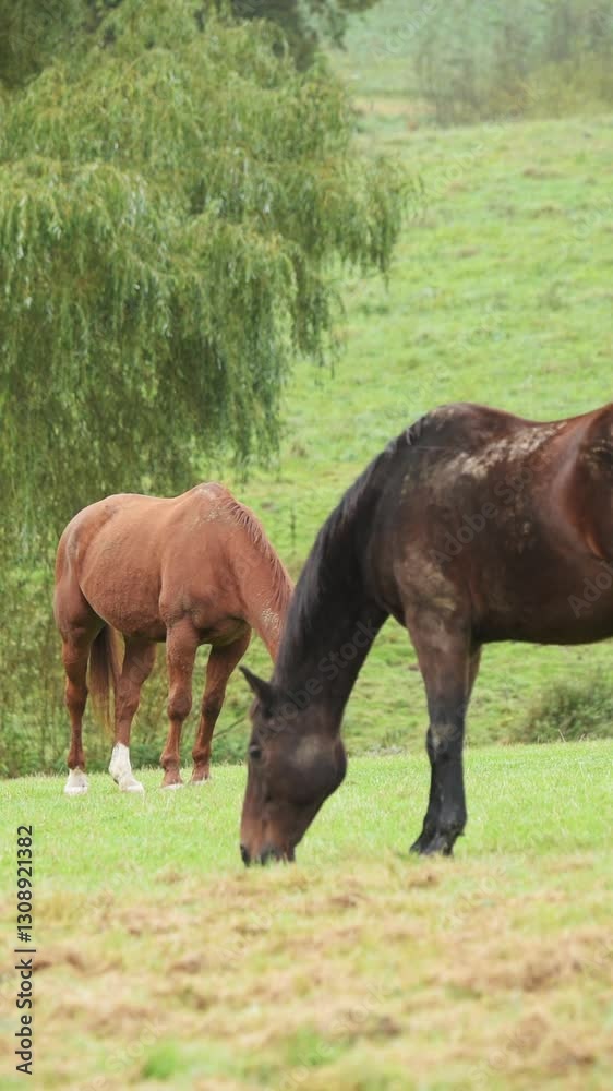 Two domestic brown horses grazing in a meadow on a pasture in the rural countryside with trees in background, static vertical video Two domestic brown horses grazing in a meadow on a pasture in the rural countryside with trees in background, static vertical video