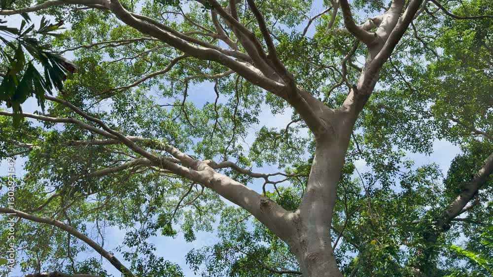 Tropical Tree Canopy in Phuket Thailand Tropical Tree Canopy in Phuket Thailand