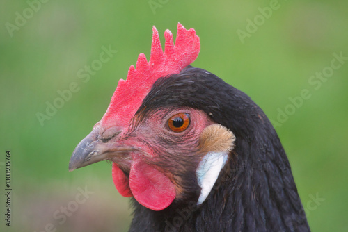 Portrait eines Huhns der Rasse Vorwerk