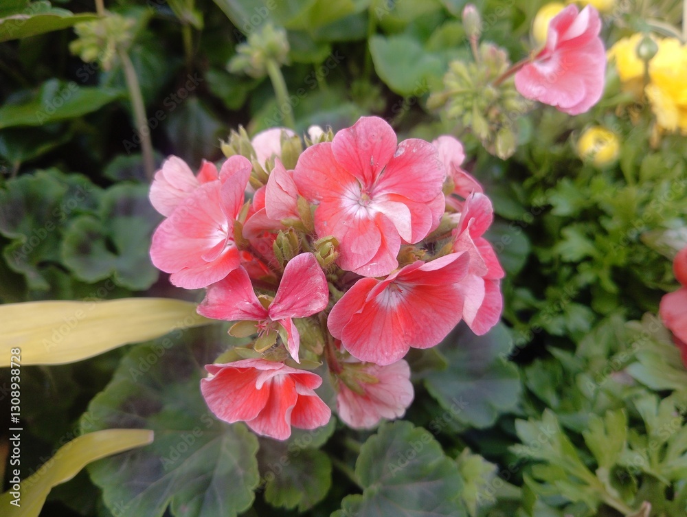 Vibrant Cluster of Pink Geraniums Vibrant Cluster of Pink Geraniums