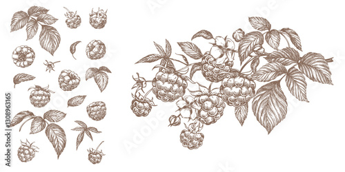 Vector set of raspberry vector drawings. Berries, flowers, leaves and branch. Engraving style illustration. Farm harvest isolated on white background. Great for label, poster, print, logo.
