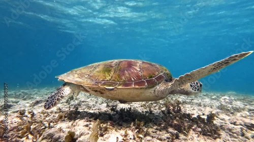 A turtle swimming underwater in crystal-clear blue water, gracefully feeding on seaweed or coral.
