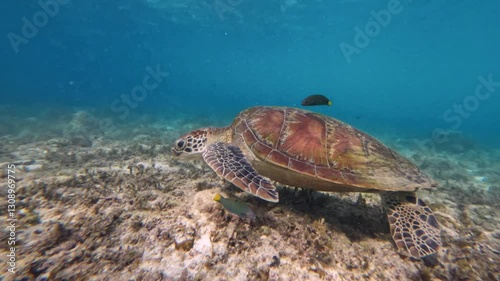 A turtle swimming underwater in crystal-clear blue water, gracefully feeding on seaweed or coral.
