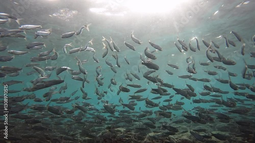 Swimming through a school of sardines, heading towards the water’s surface, with the shimmering fish creating a dynamic and vibrant underwater scene.
