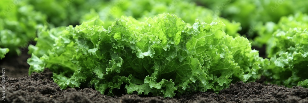 Organic Green Lettuce Thriving Heads of Fresh, Lettuce Grow in Rows Within a Lush Garden Bed. Organic Green Lettuce Thriving Heads of Fresh, Lettuce Grow in Rows Within a Lush Garden Bed.